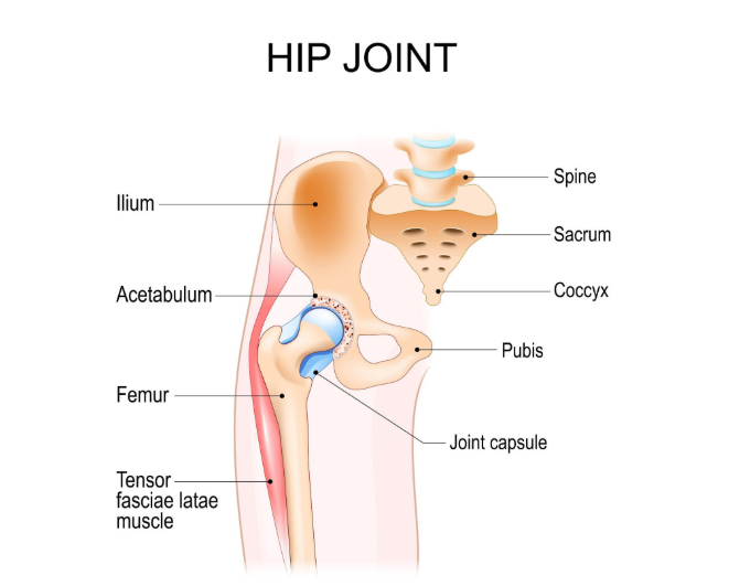 Understanding the Hip Joint and Why It’s Vulnerable in Car Accidents
